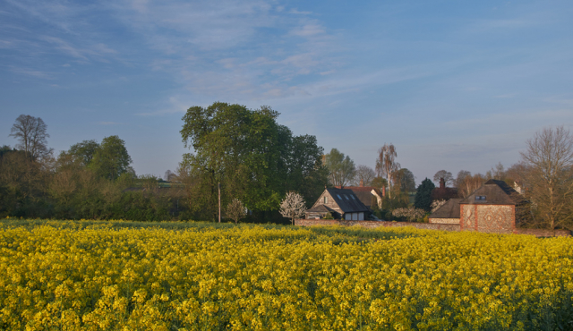 Yellow Field, Graveley, Hertfordshire