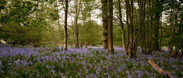 Bluebells, St Pauls Walden, Hertfordshire
