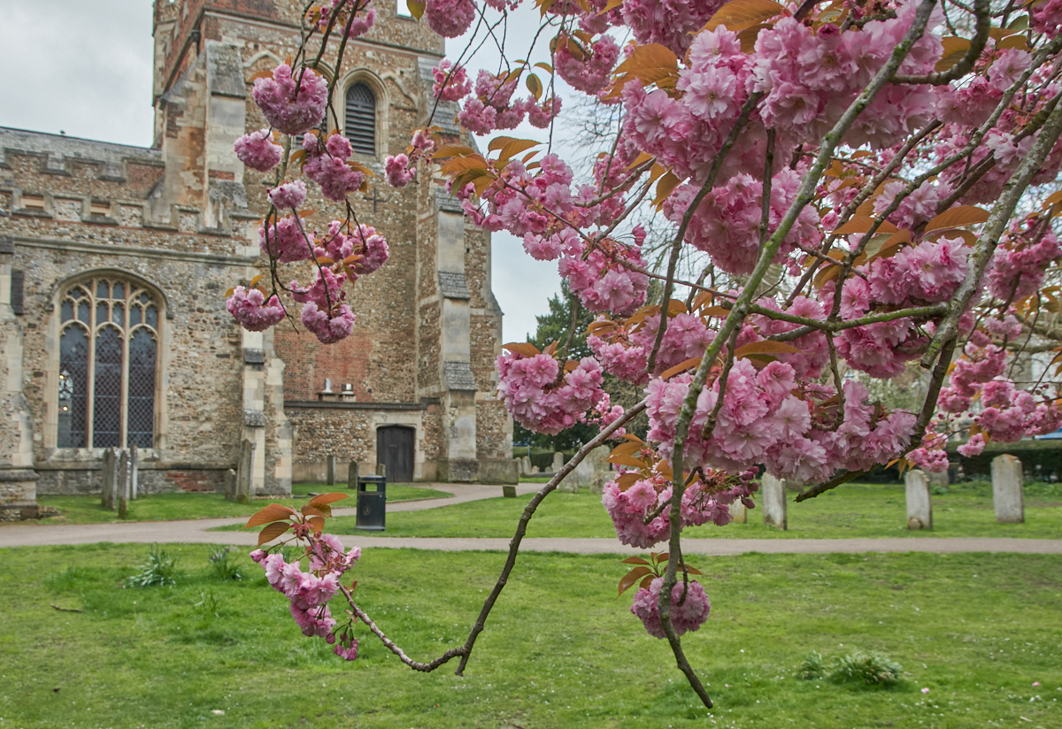 St Marys Church with Blossom. Hitchin, Hertfordshire