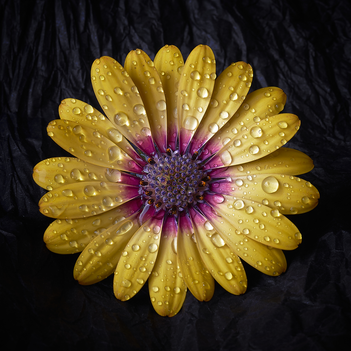 Osteospermum Erato Yellow Purple Eye - Andy Sears
